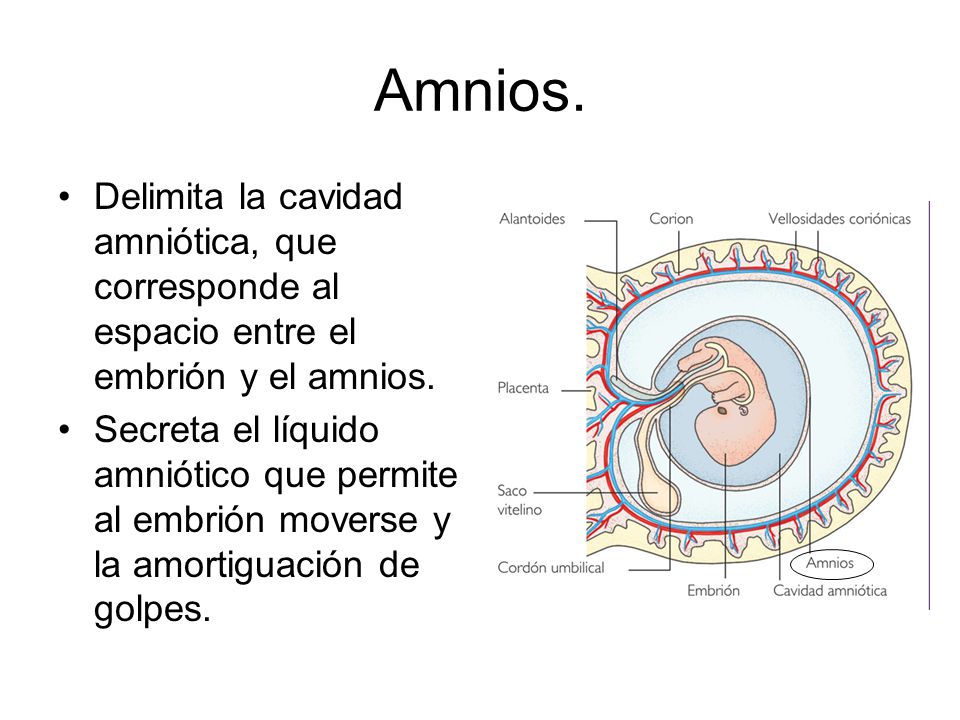 Amnios. Delimita la cavidad amniótica, que corresponde al espacio entre el embrión y el amnios.