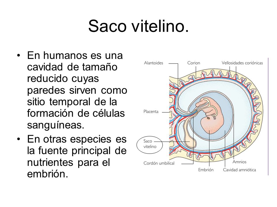 Saco vitelino. En humanos es una cavidad de tamaño reducido cuyas paredes sirven como sitio temporal de la formación de células sanguíneas.