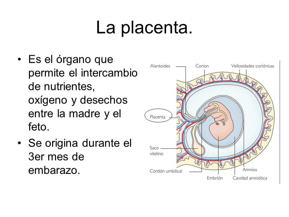 La placenta. Es el órgano que permite el intercambio de nutrientes, oxígeno y desechos entre la madre y el feto.