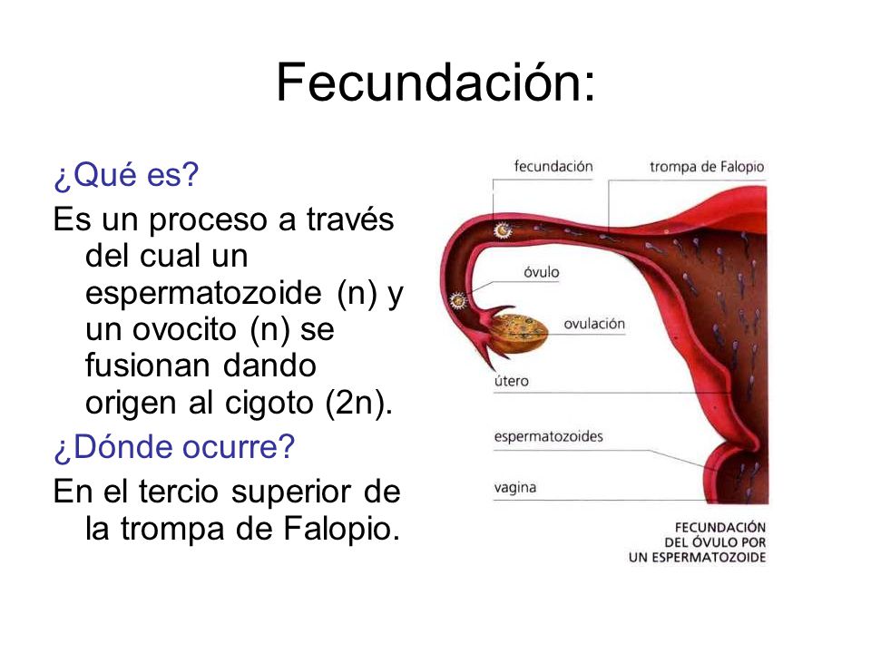Fecundación: ¿Qué es Es un proceso a través del cual un espermatozoide (n) y un ovocito (n) se fusionan dando origen al cigoto (2n).