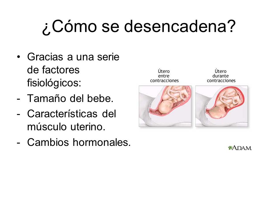 ¿Cómo se desencadena Gracias a una serie de factores fisiológicos: