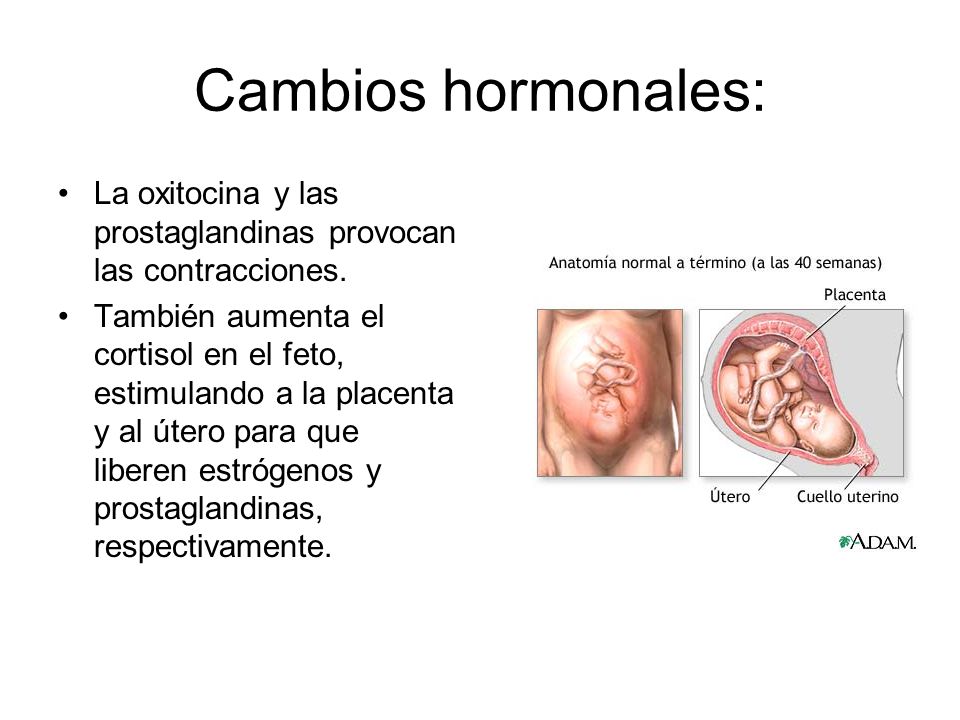 Cambios hormonales: La oxitocina y las prostaglandinas provocan las contracciones.
