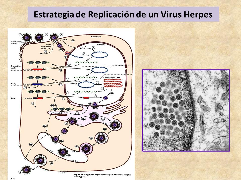 Estrategia de Replicación de un Virus Herpes