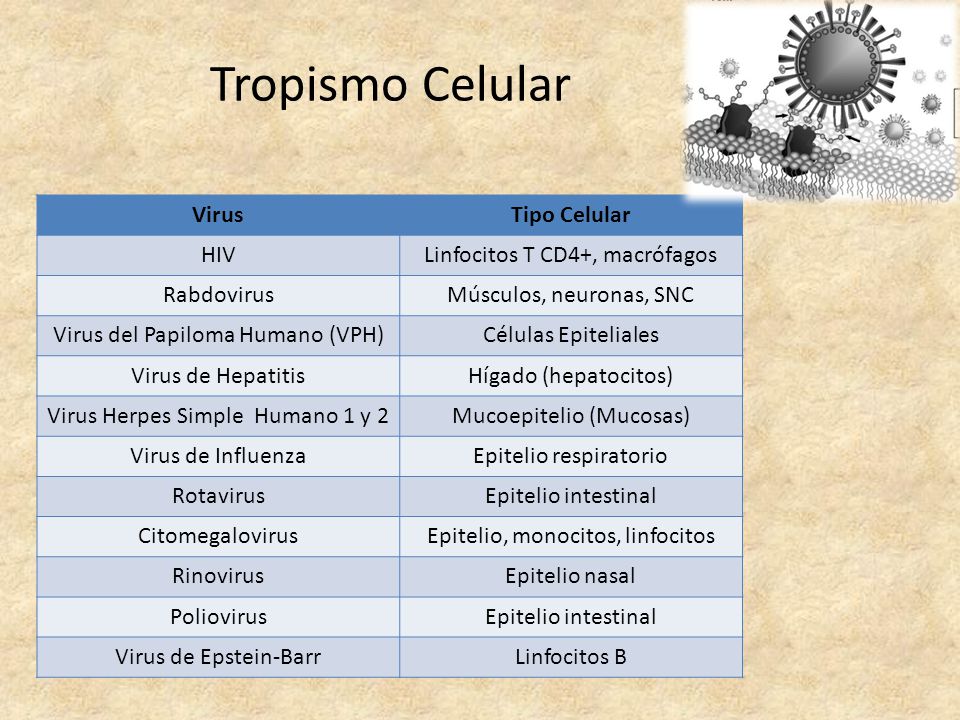 Tropismo Celular Virus Tipo Celular HIV Linfocitos T CD4+, macrófagos