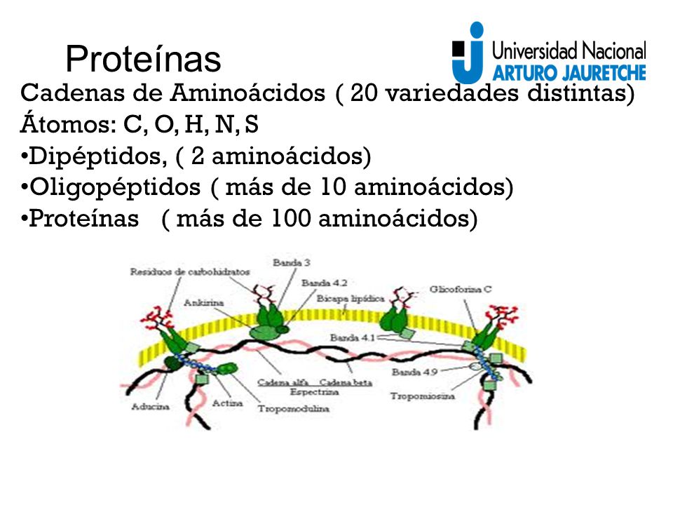 Proteínas Cadenas de Aminoácidos ( 20 variedades distintas)