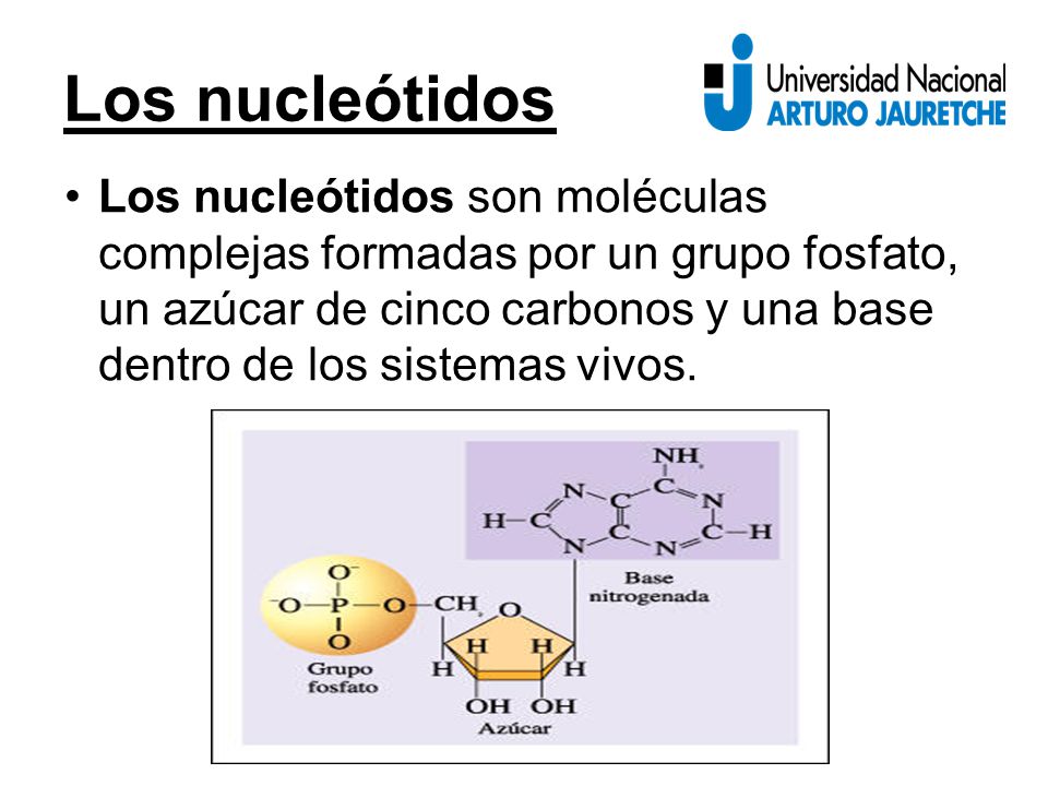 Los nucleótidos