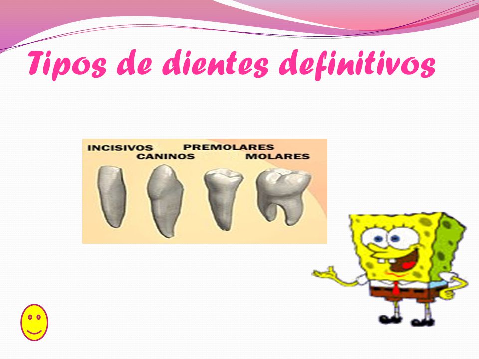 Tipos de dientes definitivos