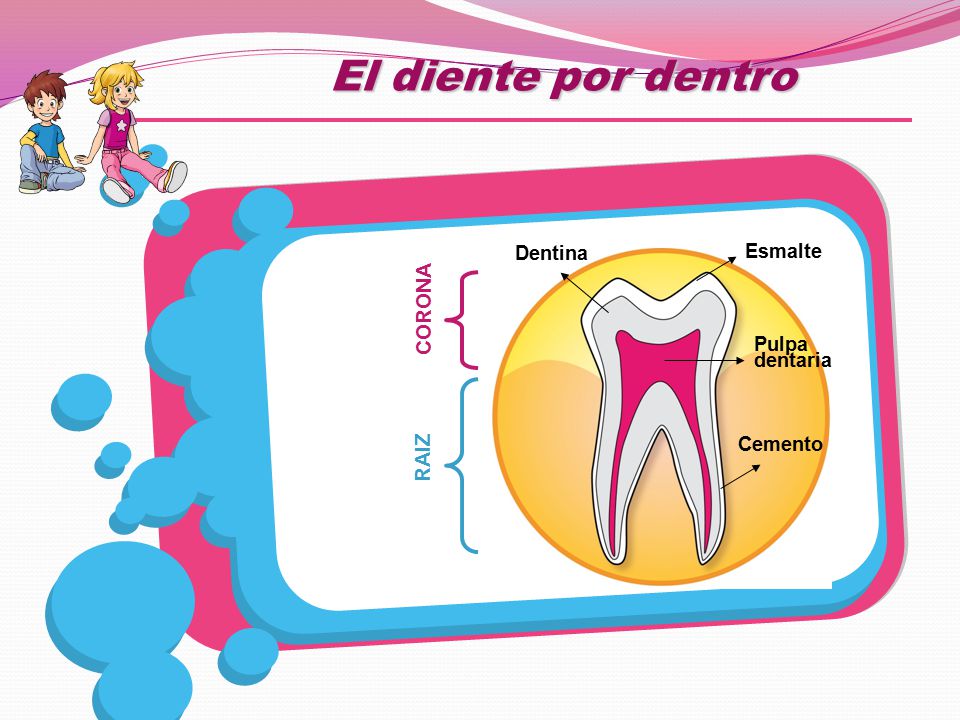 El diente por dentro CORONA RAIZ Dentina Esmalte Pulpa dentaria