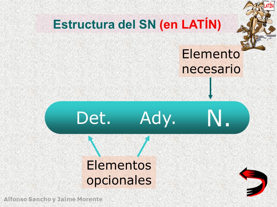 Estructura del SN (en LATÍN)