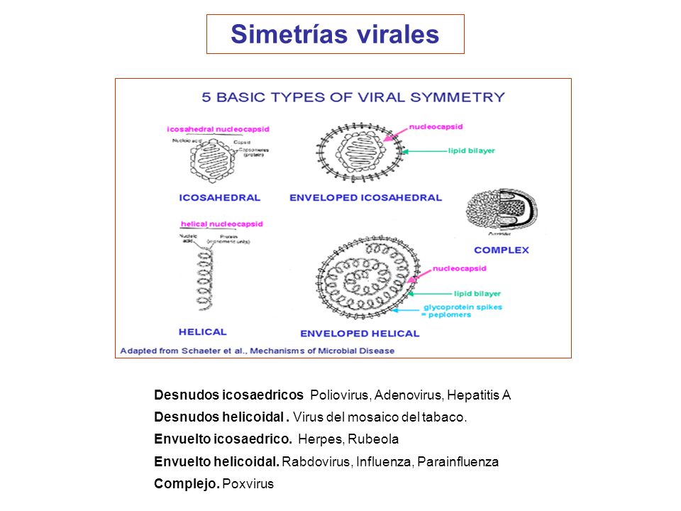 Simetrías virales Desnudos icosaedricos Poliovirus, Adenovirus, Hepatitis A. Desnudos helicoidal . Virus del mosaico del tabaco.