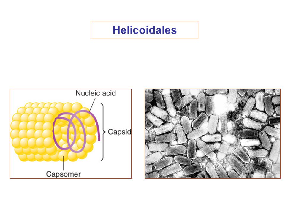 Helicoidales
