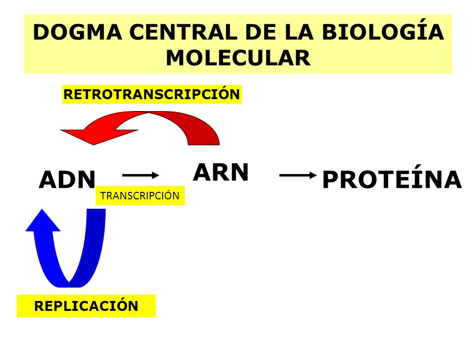 DOGMA CENTRAL DE LA BIOLOGÍA MOLECULAR