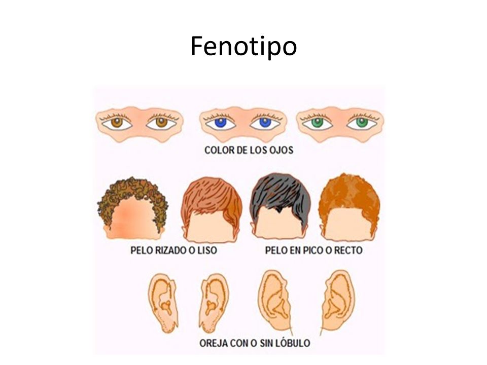 Fenotipo