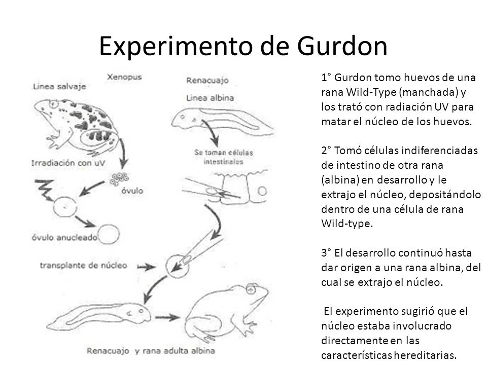 Experimento de Gurdon 1° Gurdon tomo huevos de una rana Wild-Type (manchada) y los trató con radiación UV para matar el núcleo de los huevos.
