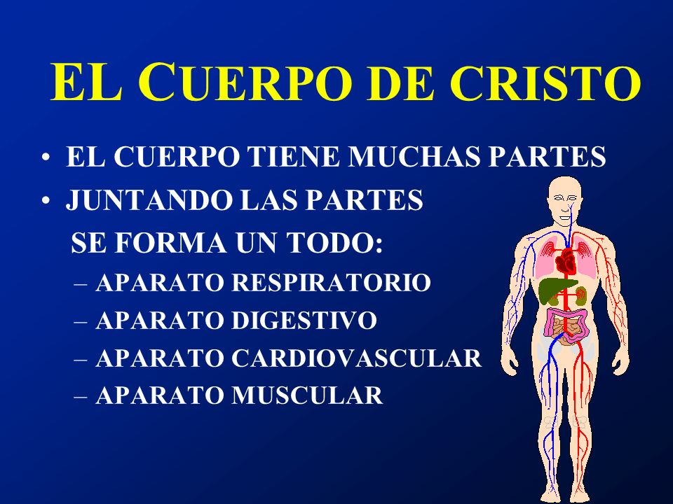 EL CUERPO DE CRISTO EL CUERPO TIENE MUCHAS PARTES JUNTANDO LAS PARTES