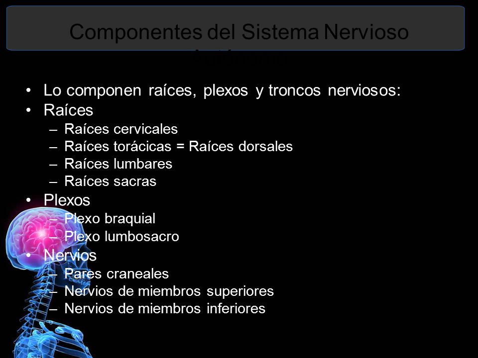 Componentes del Sistema Nervioso Autónomo
