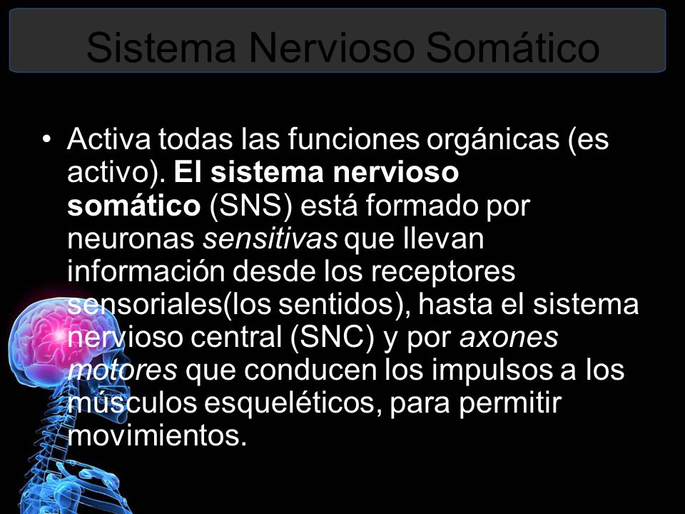 Sistema Nervioso Somático