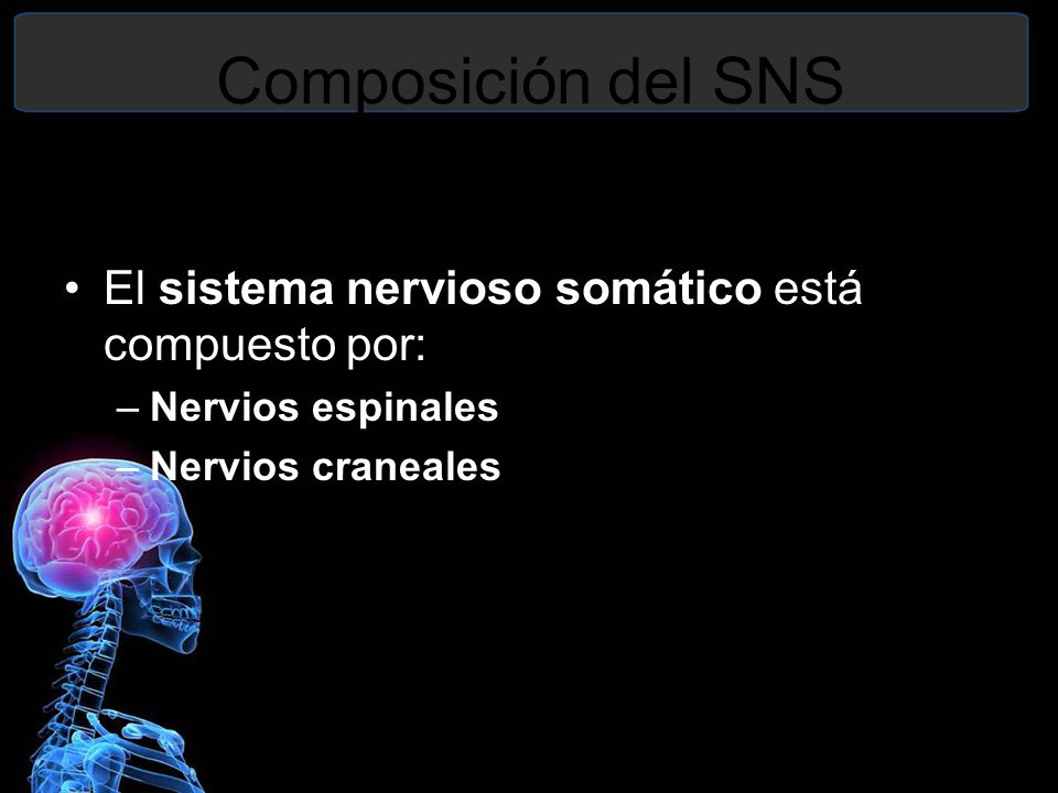 Composición del SNS El sistema nervioso somático está compuesto por: