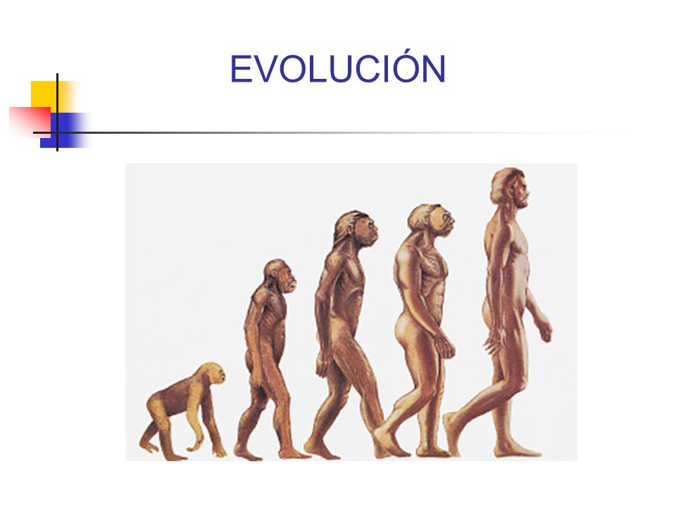 EVOLUCIÓN