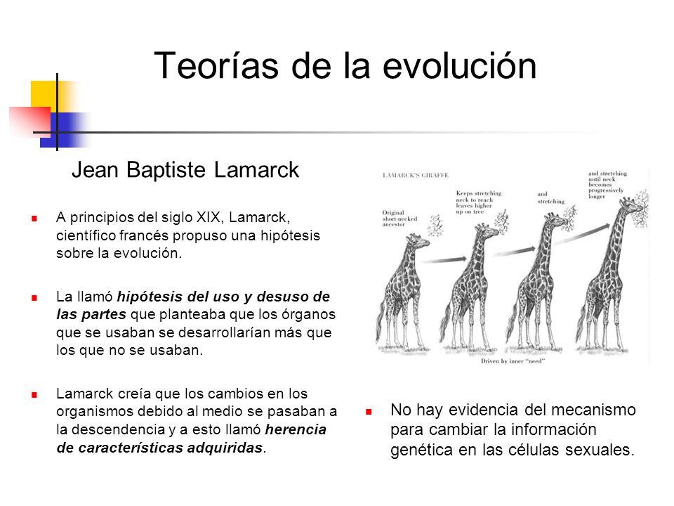 Teorías de la evolución