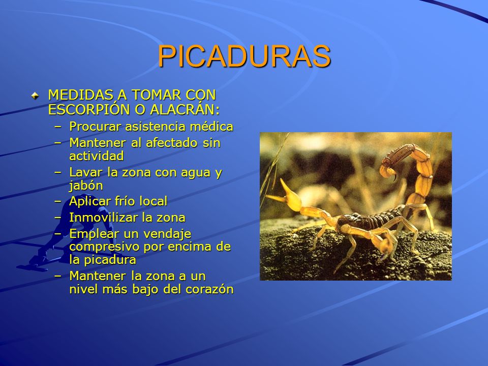 PICADURAS MEDIDAS A TOMAR CON ESCORPIÓN O ALACRÁN:
