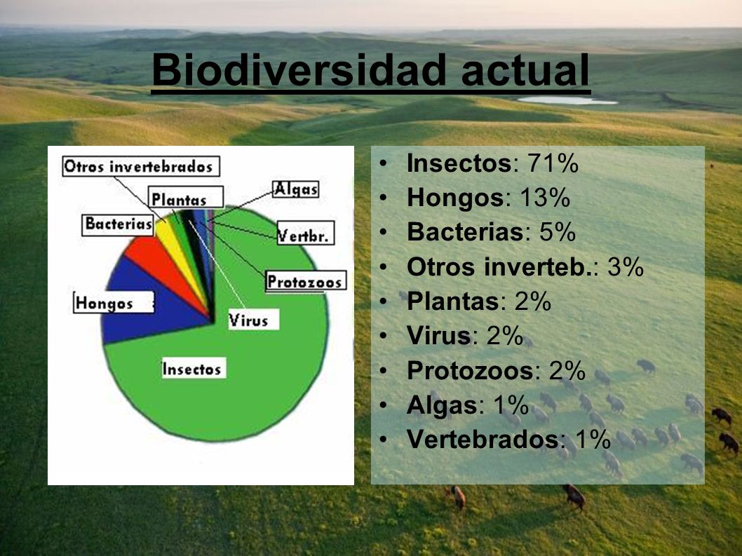 Biodiversidad actual Insectos: 71% Hongos: 13% Bacterias: 5%