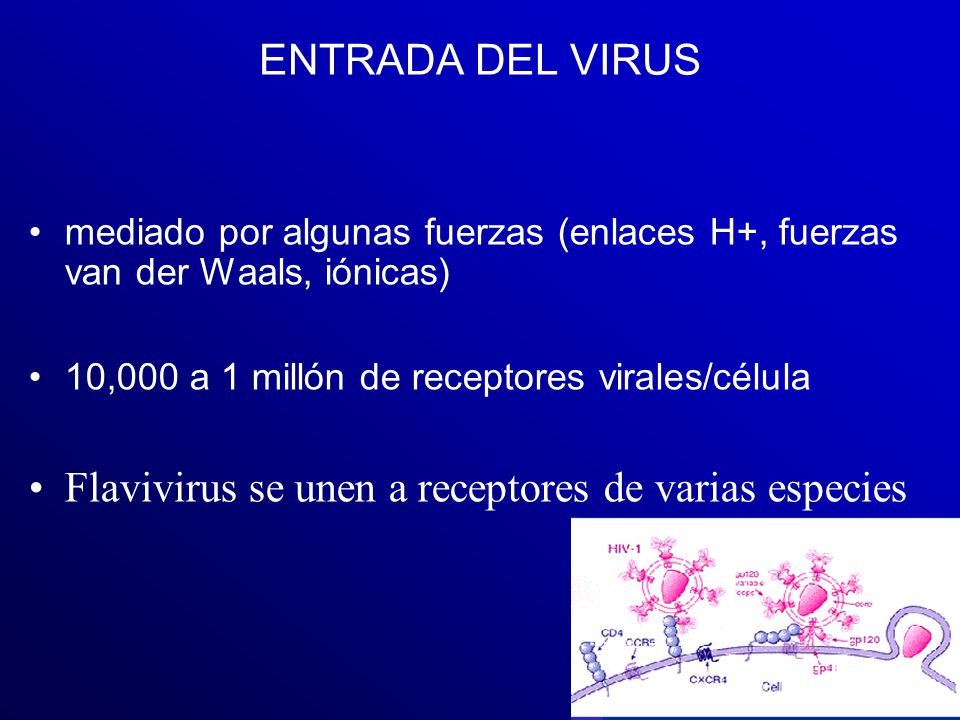 Flavivirus se unen a receptores de varias especies