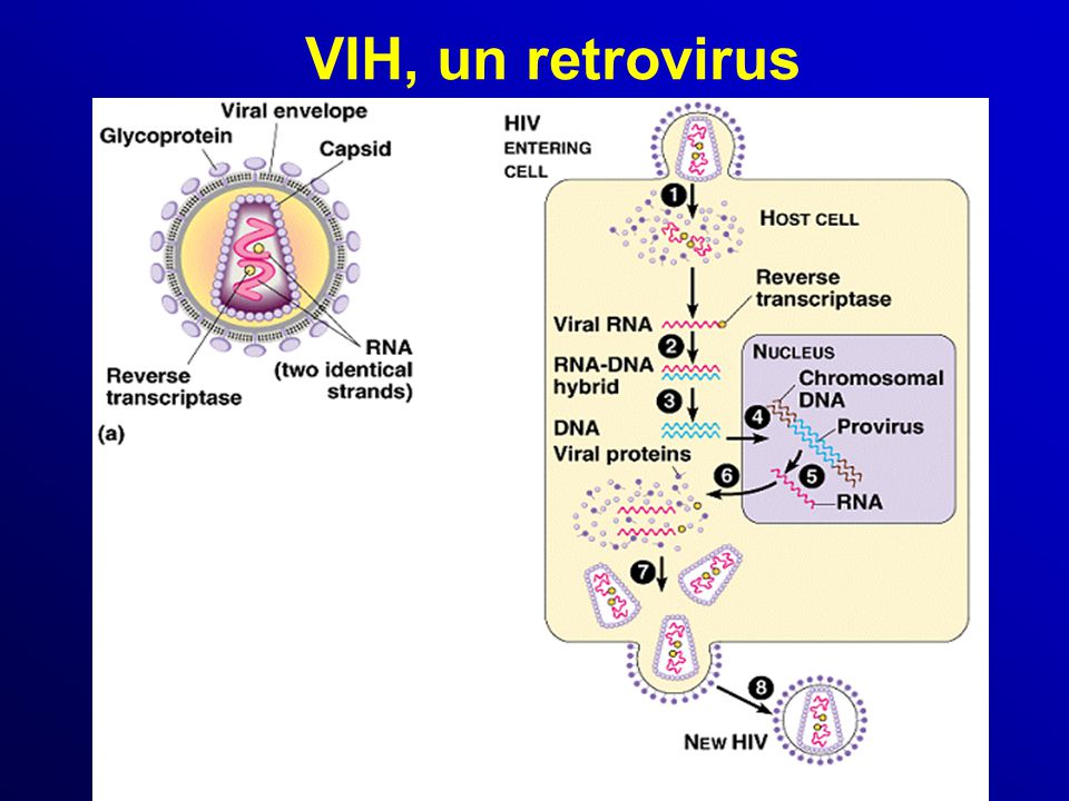 VIH, un retrovirus