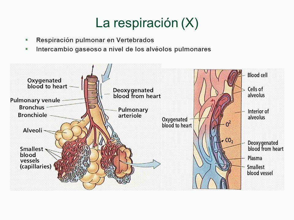 La respiración (X) Respiración pulmonar en Vertebrados