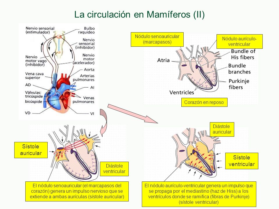 La circulación en Mamíferos (II)