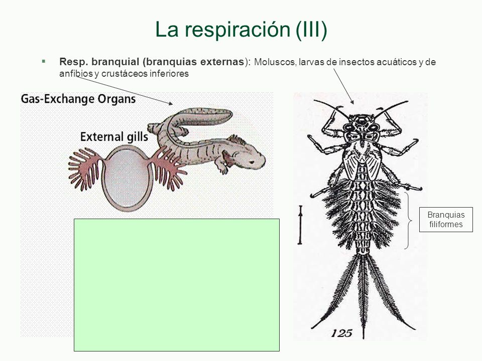 La respiración (III) Resp. branquial (branquias externas): Moluscos, larvas de insectos acuáticos y de anfibios y crustáceos inferiores.