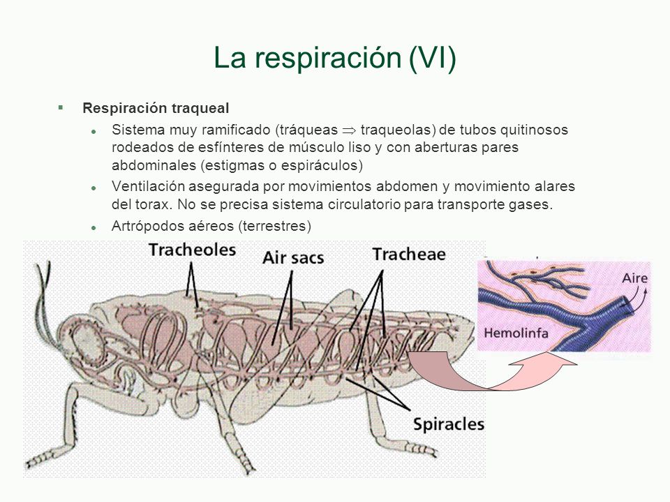 La respiración (VI) Respiración traqueal