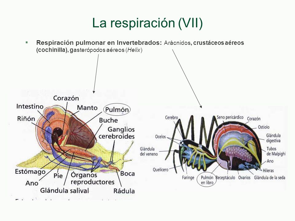 La respiración (VII) Respiración pulmonar en Invertebrados: Arácnidos, crustáceos aéreos (cochinilla), gasterópodos aéreos (Helix)