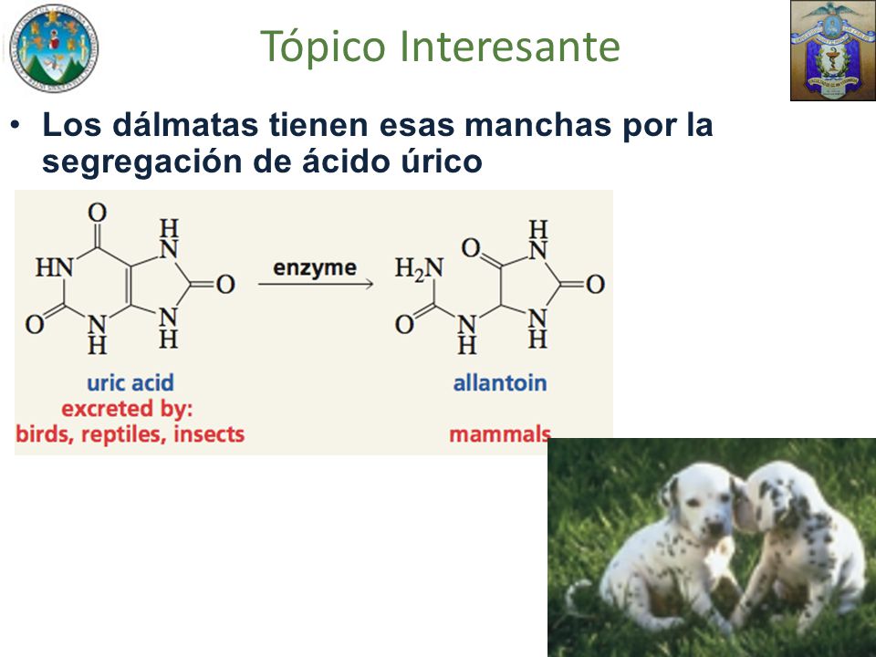 Tópico Interesante Los dálmatas tienen esas manchas por la segregación de ácido úrico
