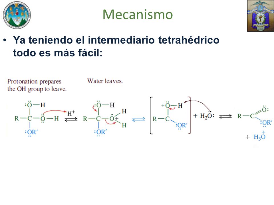 Mecanismo Ya teniendo el intermediario tetrahédrico todo es más fácil: