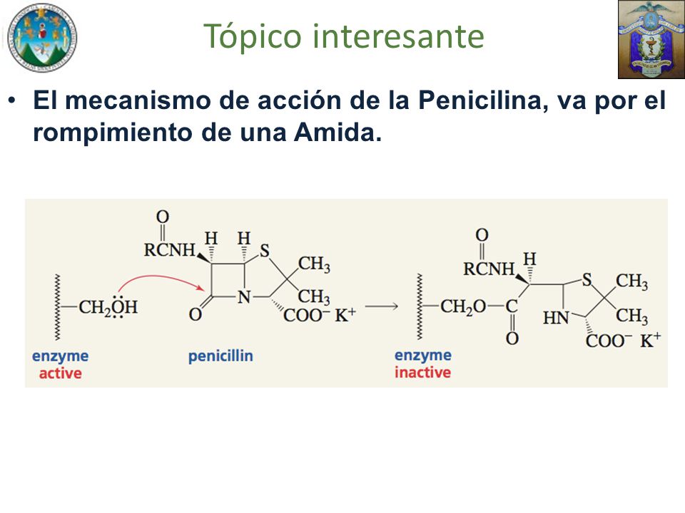 Tópico interesante El mecanismo de acción de la Penicilina, va por el rompimiento de una Amida.