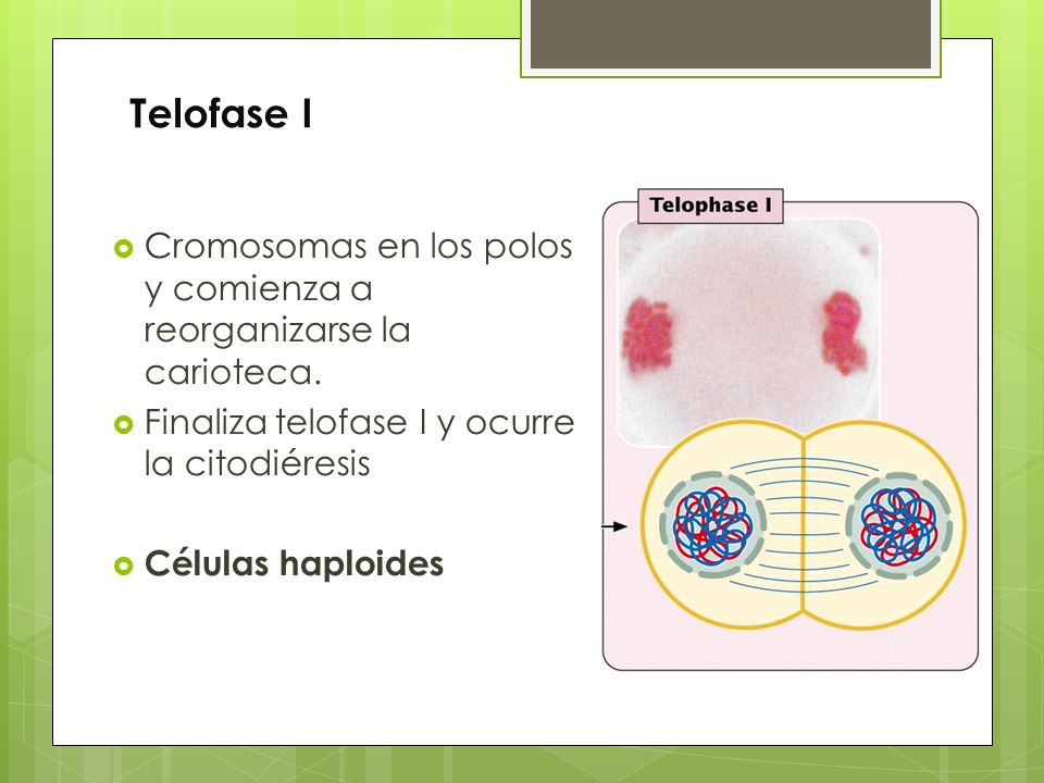 Telofase I Cromosomas en los polos y comienza a reorganizarse la carioteca. Finaliza telofase I y ocurre la citodiéresis.