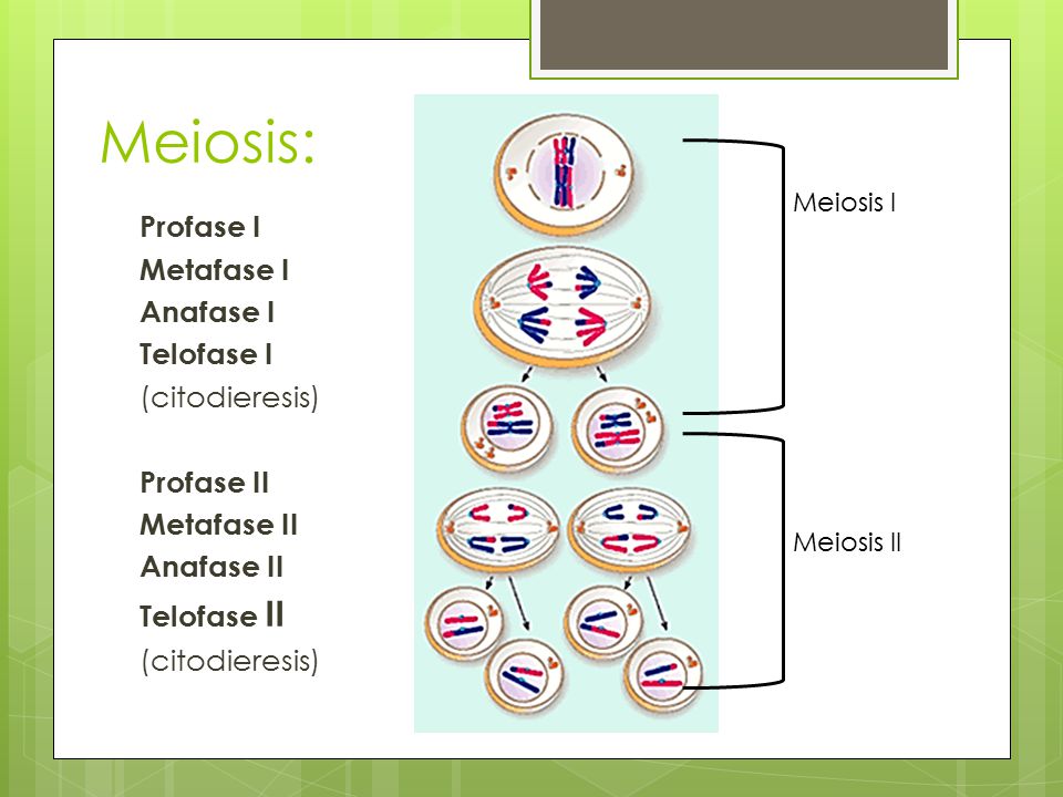 Meiosis: Profase I Metafase I Anafase I Telofase I (citodieresis)