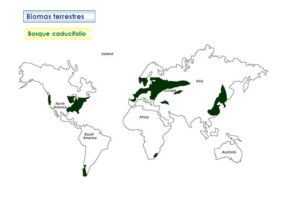 Biomas terrestres Bosque caducifolio