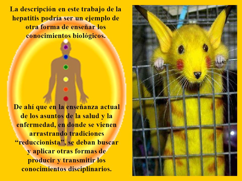 La descripción en este trabajo de la hepatitis podría ser un ejemplo de otra forma de enseñar los conocimientos biológicos.