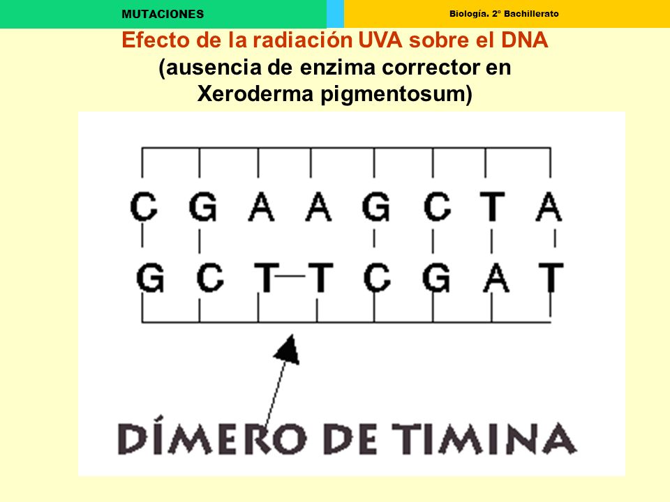 Efecto de la radiación UVA sobre el DNA (ausencia de enzima corrector en Xeroderma pigmentosum)