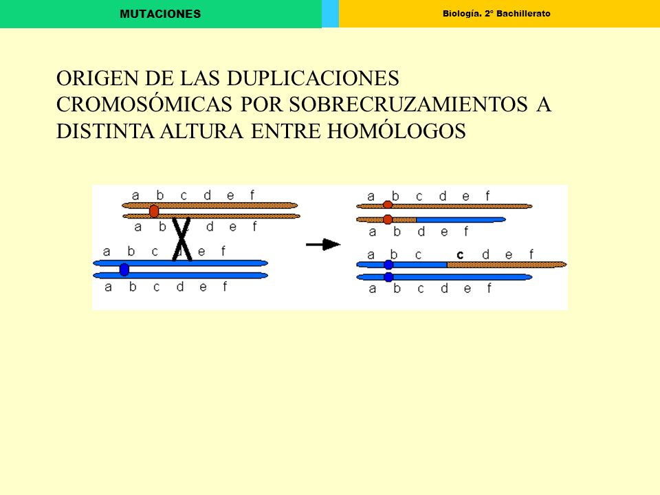 ORIGEN DE LAS DUPLICACIONES CROMOSÓMICAS POR SOBRECRUZAMIENTOS A DISTINTA ALTURA ENTRE HOMÓLOGOS