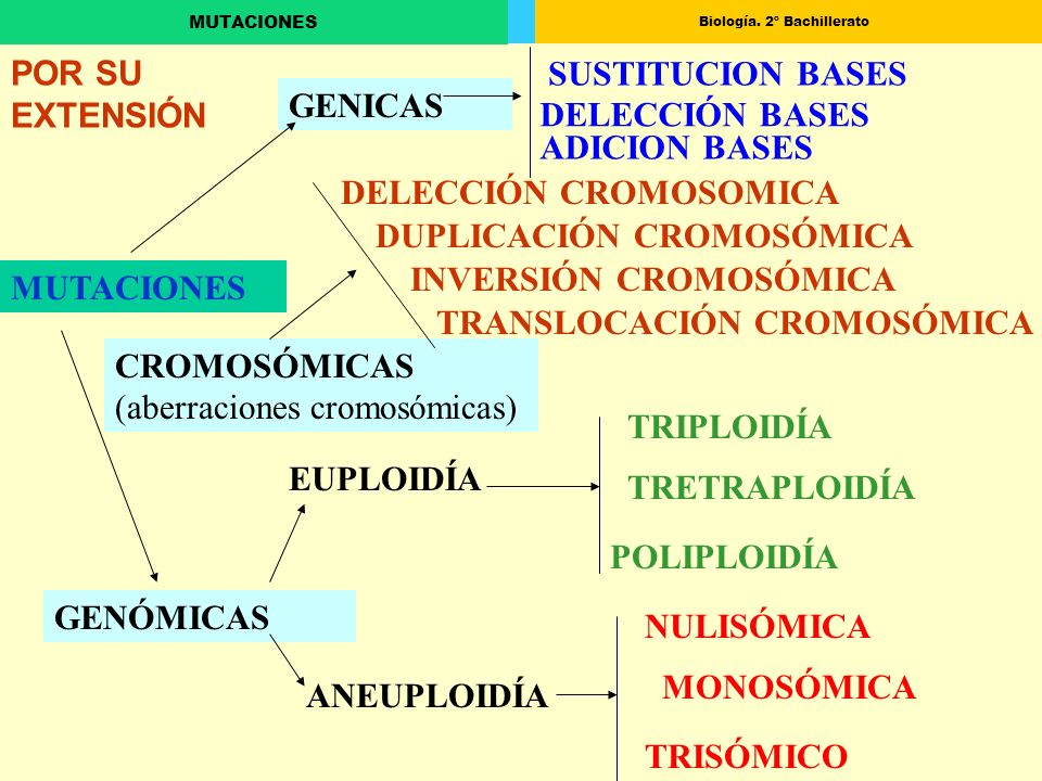 POR SU EXTENSIÓN SUSTITUCION BASES. GENICAS. DELECCIÓN BASES. ADICION BASES. DELECCIÓN CROMOSOMICA.