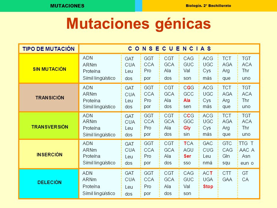 Mutaciones génicas TIPO DE MUTACIÓN C O N S E C U E N C I A S ADN GAT