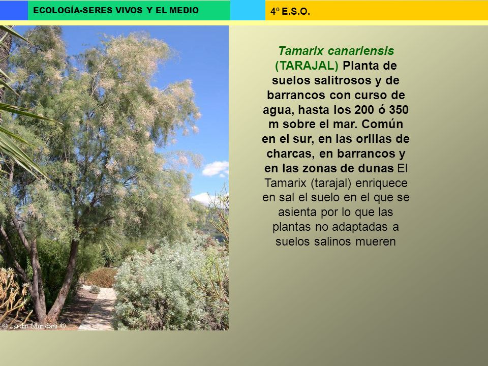 Tamarix canariensis (TARAJAL) Planta de suelos salitrosos y de barrancos con curso de agua, hasta los 200 ó 350 m sobre el mar.