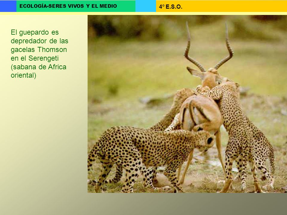 El guepardo es depredador de las gacelas Thomson en el Serengeti (sabana de Africa oriental)