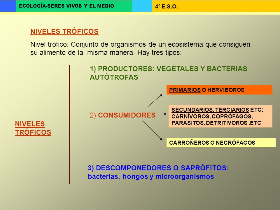 1) PRODUCTORES: VEGETALES Y BACTERIAS AUTÓTROFAS