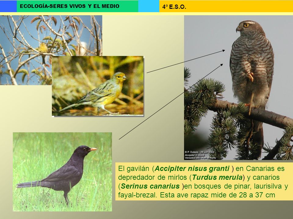 El gavilán (Accipiter nisus granti ) en Canarias es depredador de mirlos (Turdus merula) y canarios (Serinus canarius )en bosques de pinar, laurisilva y fayal-brezal.