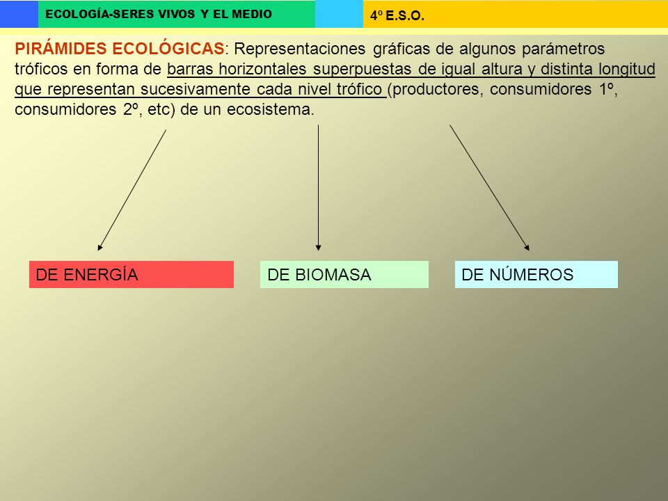 PIRÁMIDES ECOLÓGICAS: Representaciones gráficas de algunos parámetros tróficos en forma de barras horizontales superpuestas de igual altura y distinta longitud que representan sucesivamente cada nivel trófico (productores, consumidores 1º, consumidores 2º, etc) de un ecosistema.