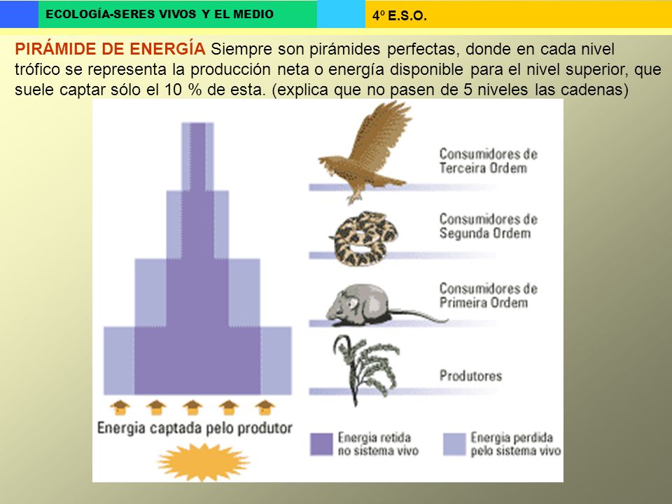 PIRÁMIDE DE ENERGÍA Siempre son pirámides perfectas, donde en cada nivel trófico se representa la producción neta o energía disponible para el nivel superior, que suele captar sólo el 10 % de esta.